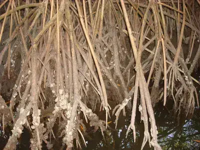 The Swamp and Red Ibiz
